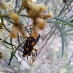 Asura (genus) at Mount Majura - 21 Feb 2024