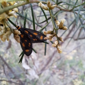 Asura (genus) at Mount Majura - 21 Feb 2024 03:07 PM