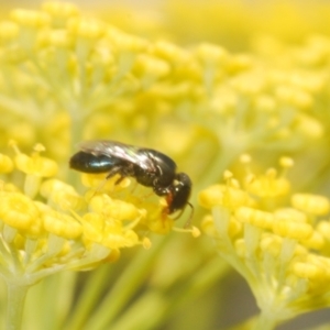 Euryglossinae (subfamily) at Isaacs Ridge - 19 Feb 2024