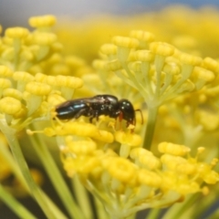 Euryglossinae (subfamily) at Isaacs Ridge - 19 Feb 2024