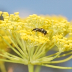 Euryglossinae (subfamily) at Isaacs Ridge - 19 Feb 2024