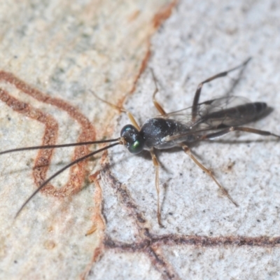 Ichneumonoidea (Superfamily) (A species of parasitic wasp) at Bluetts Block (402, 403, 12, 11) - 22 Feb 2024 by Harrisi