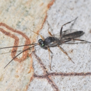 Ichneumonoidea (Superfamily) at Bluetts Block (402, 403, 12, 11) - 22 Feb 2024