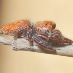 Salticidae (family) at Denman Prospect, ACT - 22 Feb 2024 by Harrisi