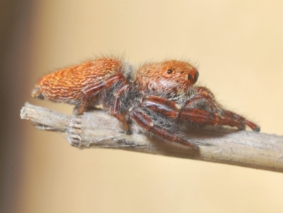 Salticidae (family) at Bluetts Block (402, 403, 12, 11) - 22 Feb 2024 by Harrisi