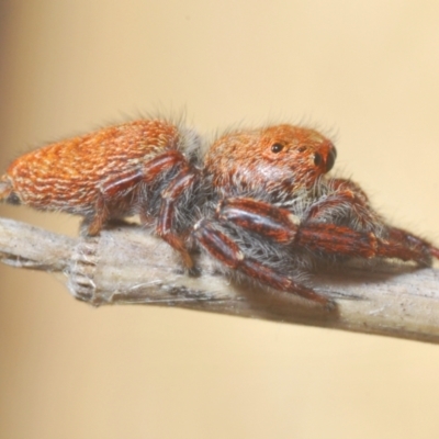 Unidentified Jumping or peacock spider (Salticidae) at Block 402 - 22 Feb 2024 by Harrisi