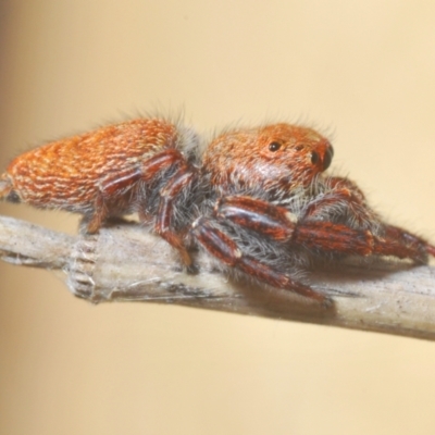 Salticidae (family) at Bluetts Block (402, 403, 12, 11) - 22 Feb 2024 by Harrisi