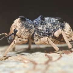 Aades cultratus (Weevil) at Denman Prospect, ACT - 22 Feb 2024 by Harrisi