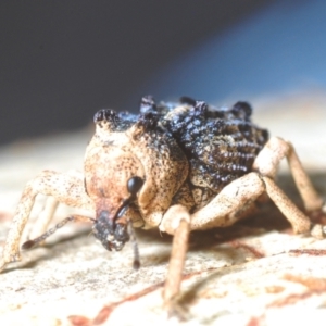 Aades cultratus at Block 402 - 22 Feb 2024