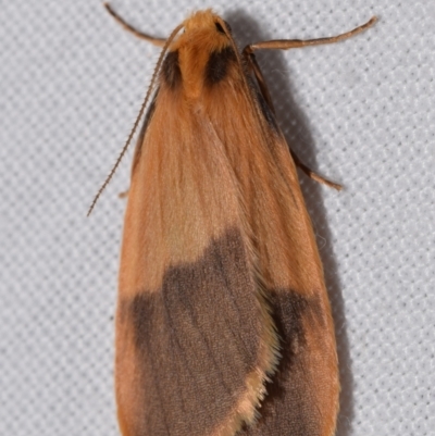 Threnosia heminephes (Halved Footman) at QPRC LGA - 22 Feb 2024 by DianneClarke