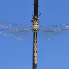 Hemicordulia australiae (Australian Emerald) at Wellington Point, QLD - 19 Feb 2024 by TimL