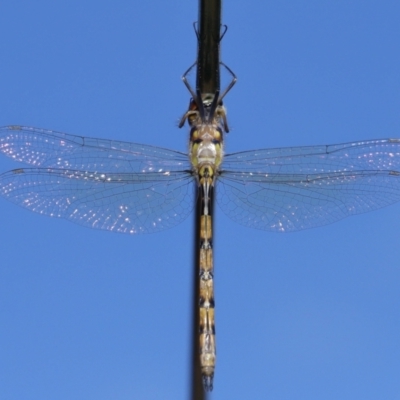 Hemicordulia australiae (Australian Emerald) at Wellington Point, QLD - 19 Feb 2024 by TimL