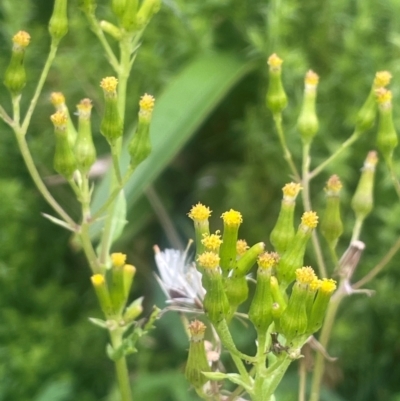 Senecio sp. (A Fireweed) at Captains Flat, NSW - 21 Feb 2024 by JaneR