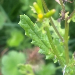 Senecio sp. at QPRC LGA - 21 Feb 2024 01:05 PM