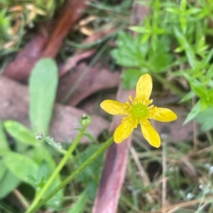 Ranunculus plebeius at QPRC LGA - 21 Feb 2024