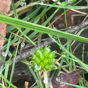 Ranunculus plebeius at QPRC LGA - 21 Feb 2024