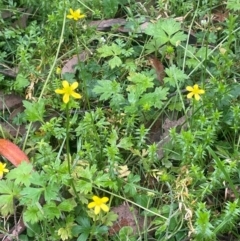 Ranunculus plebeius at QPRC LGA - 21 Feb 2024