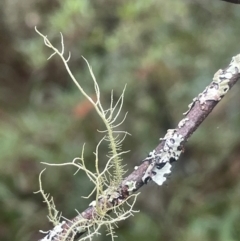 Usnea sp. (genus) (Bearded lichen) at QPRC LGA - 21 Feb 2024 by JaneR