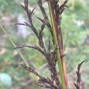 Gahnia sieberiana at QPRC LGA - 21 Feb 2024