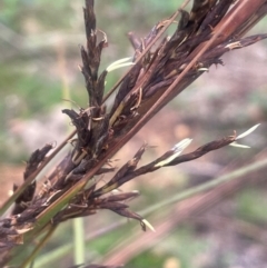 Gahnia sieberiana at QPRC LGA - suppressed