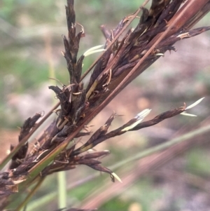 Gahnia sieberiana at QPRC LGA - 21 Feb 2024