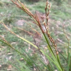 Lepidosperma laterale at QPRC LGA - 21 Feb 2024 12:54 PM