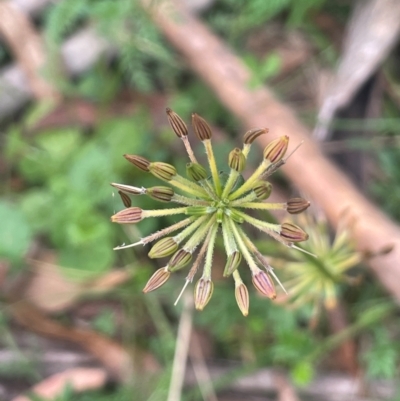 Oreomyrrhis eriopoda (Australian Carraway) at Rossi, NSW - 21 Feb 2024 by JaneR