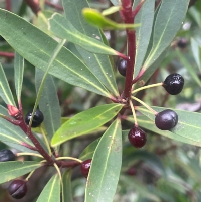 Tasmannia lanceolata (Mountain Pepper) at Captains Flat, NSW - 21 Feb 2024 by JaneR