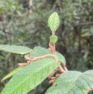 Pomaderris aspera at Tallaganda State Forest - 21 Feb 2024