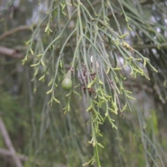 Exocarpos cupressiformis (Cherry Ballart) at Bonner, ACT - 4 Nov 2023 by michaelb