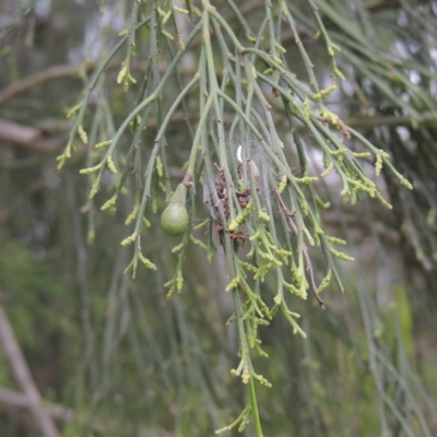 Exocarpos cupressiformis (Cherry Ballart) at Bonner, ACT - 4 Nov 2023 by michaelb