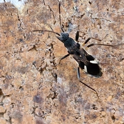 Dieuches sp. (genus) (Black and White Seed Bug) at Sullivans Creek, Lyneham South - 22 Feb 2024 by trevorpreston