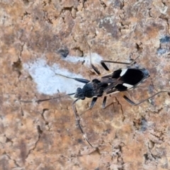 Dieuches sp. (genus) at Sullivans Creek, Lyneham South - 23 Feb 2024