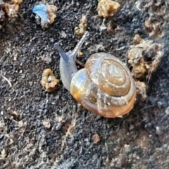 Zonitoides arboreus (Orchid Snail) at Sullivans Creek, Lyneham South - 23 Feb 2024 by trevorpreston