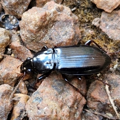 Gnathaphanus sp. (genus) at Lyneham, ACT - 22 Feb 2024 by trevorpreston