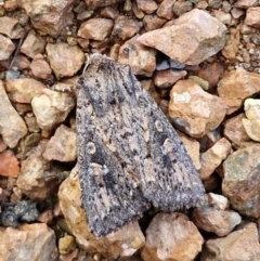 Dasygaster (genus) (A Noctuid moth) at Lyneham, ACT - 22 Feb 2024 by trevorpreston