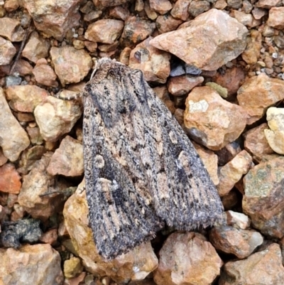 Dasygaster (genus) (A Noctuid moth) at Lyneham, ACT - 22 Feb 2024 by trevorpreston