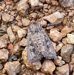 Dasygaster (genus) at Sullivans Creek, Lyneham South - 23 Feb 2024 09:47 AM