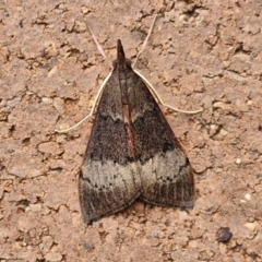 Uresiphita ornithopteralis (Tree Lucerne Moth) at Sullivans Creek, Lyneham South - 23 Feb 2024 by trevorpreston