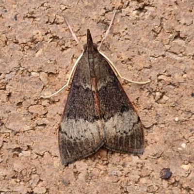 Uresiphita ornithopteralis (Tree Lucerne Moth) at Lyneham, ACT - 22 Feb 2024 by trevorpreston