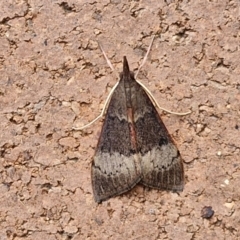 Uresiphita ornithopteralis at Sullivans Creek, Lyneham South - 23 Feb 2024