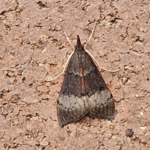 Uresiphita ornithopteralis at Sullivans Creek, Lyneham South - 23 Feb 2024