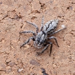 Sandalodes superbus (Ludicra Jumping Spider) at Sullivans Creek, Lyneham South - 23 Feb 2024 by trevorpreston