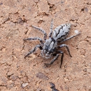 Sandalodes superbus at Sullivans Creek, Lyneham South - 23 Feb 2024 09:45 AM