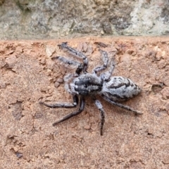 Sandalodes superbus at Sullivans Creek, Lyneham South - 23 Feb 2024 09:45 AM