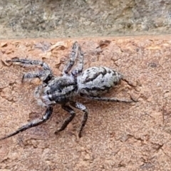 Sandalodes superbus at Sullivans Creek, Lyneham South - 23 Feb 2024