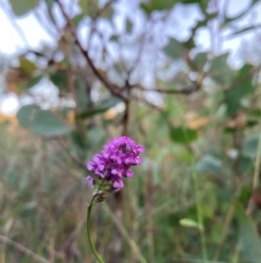 Cullen tenax (Tough Scurf-Pea) at Mount Majura - 22 Feb 2024 by waltraud