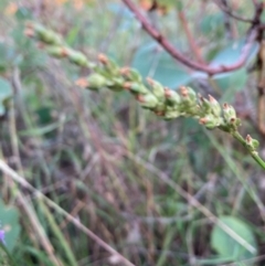 Cullen tenax at Mount Majura - 22 Feb 2024