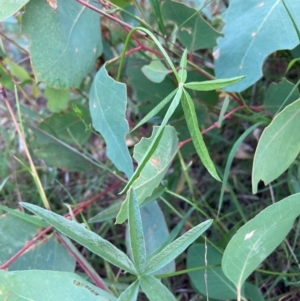 Cullen tenax at Mount Majura - 22 Feb 2024