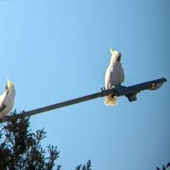 Cacatua galerita (Sulphur-crested Cockatoo) at Albury - 14 Feb 2024 by Darcy